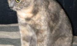 Dilute Calico - Coco - Medium - Young - Female - Cat
Coco is a beautiful dilute Calico. She was born about March 2012. Coco is very friendly and really likes people. She is, however, not so thrilled about other cats and would therefore do best as a single