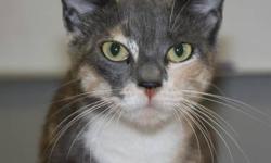 Dilute Calico - Jazzmin - Medium - Adult - Female - Cat
Our resident kitchen supervisor, Jazzmin, is cat of the week! Jazzmin has lived at MHAA for the past 6 years. She is a quiet, friendly and unassuming cat who wants only to be loved. She would love a