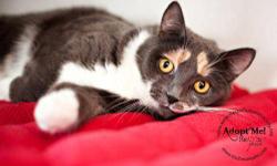 Dilute Tortoiseshell - Carmen - Medium - Adult - Female - Cat
"Perfection!" Here's a puzzle for you: What is better than one Dilute Calico cat? Why it's TWO of course! Carmen is a beautiful female about 7 months old, and has the ethereal peach, white and