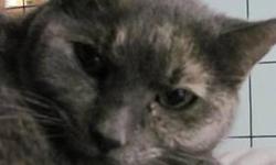 Dilute Tortoiseshell - Druella - Large - Adult - Female - Cat
Druella came in with her 3 sisters - found as a stray group of older kittens. They live in the hallway at the shelter (in a cage) and have become very social now. They love to play, or grab