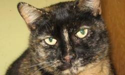 Dilute Tortoiseshell - Mattie - Medium - Adult - Female - Cat
Hi! My name is Mattie! I was found by some nice people at West Point Military Academy! I'm very sweet and I love to curl up on my back so you can rub my and admire my tummy. Would you like to