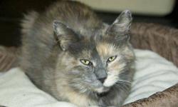 Dilute Tortoiseshell - Phoebe - Small - Young - Female - Cat
Dear new owner, Hello! My name is Phoebe and I want to tell you a little bit about myself. I have been here at Community Cats for several months now and no one has adopted me. I don't know why,