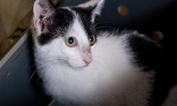 Christian Dior would be impressed with this gorgeous, black and white, three month old, short haired kitten.
Dior looks fabulous as she frolics with her litter mates.
Kittens!!
Ittybittykittyny.org has great little kittens up for adoption. Lots of our