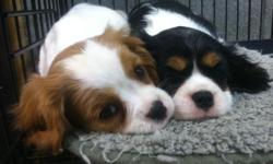 Beautiful Pembroke Welsh Corgi puppies - DM free - vwd clear - parents eyes cerf'd. Parents on premises 845 518 5185