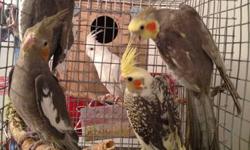 I have quite few young cockatiels DNA'd MALE. The were hand fed since 10 days old. Tame and sweet. They are all split to lutino. Price includes the DNA test fee, Hatch Certificate and free delivery within 50 miles. No shipping.
For DNA AVIAN BIRD SEXING