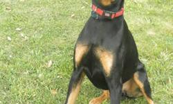 ARTORIOUS IS A AKC & CKC REG 2 YR OLD MALE BORN 6/5/2010 . HE IS AN EXCELLENT COMPANION . HE WAS MY BREED ,PLACED AT 8 WKS OLD AND THEN RETURNED WITH REGRET WHEN HIS OWNER WAS DEPLOYED ONCE AGAIN OVER SEA'S .HE WAS CARED FOR IN EVERY WAY UTD ON SHOTS AND