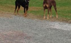 LEIGHA IS A 1YR OLD BLACK AND TAN FEMALE.AKC REG TAIL DOCKED NATURAL EARS .TRAINED VERY WELL ON AND OFF LEASH.SHE IS VERY ,VERY FRIENDLY ALTHOUGH WILL BARK WHEN STRANGERS COME TILL YOU TELL HER OK .EXCELLENT WITH KIDS, CATS, AND DOGS.SHE TRULEY IS A GREAT