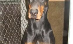 2- Female Dobermans, 4 yrs old. these sister's are very lovable dogs. Excellent with people and children, looking for a family with a loving and caring atmosphere, they do well with other dogs too. These two love recreation events, excellent temperament .