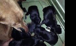 ZOIE AND DILLENGER HAD THEIR PUPS JULY 19 !!!! Born today ... PUPS WILL BE VET CHECKED,UTD SHOTS,AKC REG,DEW CLAWS AND TAILS DOCKED
.EARS CROPPED FOR AN ADDITION $500.00 (BUYERS CHOICE) THEY ARE BEAUTIFUL CROPPED OR NATURAL YOU CHOOSE WHAT WORKS FOR YOU .