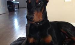 We have a great pure european blood (will be a big dog) Doberman Pincher puppy, male, 4,5 months old, ears cropped (already stand perfectly) and tail docked, all shots up to date, all registration papers for AKC on hands. Great personality, very