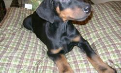 AKC-WS Reg Male Doberman pup-Black/Rust-Very Happy socialized pup- used to cats and other pets, and children.Has shots and dewormed. 9 wks-17 lbs already-Kimbertal lines