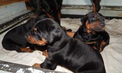 AKC Registered Doberman Pinscher Puppies, available - 2 males left Blk/Tan, tails docked and dew clawed removed. Up to date shots and deworming.
Dam & Sire on premise. Excellent temperament
607-281-9128