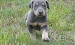 MAX AND ZIVA HAD THEIR PUPS AUG 3 !!!! ... PUPS WILL BE VET CHECKED,UTD SHOTS,AKC REG,DEW CLAWS AND TAILS DOCKED .BOTH ARE PARENTS ON PREMISE ..BOTH BLUE FROM CHAMPION BLOOD LINES NO Z FACTOR .
.EARS CROPPED FOR AN ADDITION $500.00 (BUYERS CHOICE) THEY