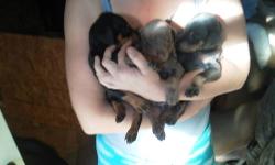 I have a litter of 9 puppies fawn and rust black and rust and blue and rust they have had tails and due claws done ears are your choice call ASAP they will go fast at 450 #914 3887497 or845 868 7564 thanks scott mother and father on premises