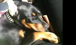 8 month old doberman puppy champion lines AKC REG, Ears Cropped, current on all shots
email for more info [email removed]