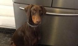 Looking to rehome a purebred 9 month old female red doberman pinscher to a loving home. She has natural ears, a docked tail, and is spayed. She loves people and other dogs. She does NOT get along with cats. I am heartbroken to have to rehome her but she
