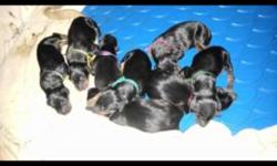 Akc reg blk/ tan pups born July 20 th 3 girls 6 boys . Ears not cropped 1300.00 cropped 1800. Pups will have tails and dewclaws docked . First shots . Dewormed and option of lifetime micro chip . . . Please contact for more details TAKING DEPOSITS NOW .