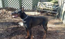 Male large Doberman FCI import pedigree looking to rehomeadult female dogs fine
Please email me
[email removed]