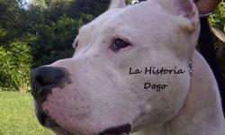 Hello I Have a Dogo Argentino Im giving him away to the right person he is great with people and animals. He is NOT neutered. He is well behaved The reason why Im giving him away is because I live in a one bedroom apartment. He needs to be in a house with
