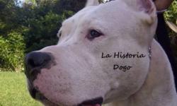 La Historia Dogo www.GOTDOGO.com
Bringing Together Then and Now....Breeding for original Temperament, Conformation, and Drive. We stand behind every dog we breed, we guarantee them to be true to type in every way. We choose our Sire and Dam after