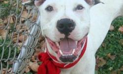 Dogo Argentino - Shirley - Large - Young - Female - Dog
Sweet. Beautiful Shirley came to us after she found herself on Death Row in a high kill shelter. She is extremely sweet and loving, all she wants to do is curl up in someone's lap. Shirley is hearing