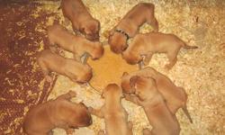 Dogue De Bordeaux Puppies For Sale- $800 - No papers - first shots and wormed - will be ready for their new homes August 12th - 3 males and 4 females left - If interested you will need to pick one out and put down a $300 non-refundable deposit to reserve