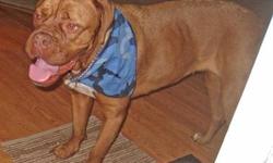 Dogue de Bordeaux - Tallulah 2 - Extra Large - Adult - Female
This gorgeous 6 year old, 95 pound lady is Tallulah! She is a Dogue de Bordeaux (like the Turner and Hooch dog) and is sadly in need of a new home. Tallulah's current family has grown and has