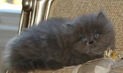 Doll face Blue Persian kitten boy, born 8/7/2013. He is a little teddy bear with a thick fur coat. He is very sweet and laid back. He loves to sleep! He also loves to play with his brother and they wrestle like 2 warriors EVERYDAY. He has been on solid