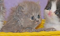 Persian kittens, purebred: very pretty Blue-cream Persian feale (born 10/3, ready after 11/28). Exceptionally gentle, affectionate, and out-going. Her eyes will turn a bright Orange-gold like her mother's, after 6 months of age. She can be expected to
