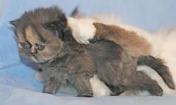 Persian kittens, purebred: "Dolly", pretty Persian female (born 1/11, ready after 3/15). Eceptionally gentle, affectionate, and out-going. Her eyes will turn a bright Orange-gold like her father's, after 6 months of age. She can be expected to reach 6-7