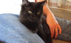 Domestic Long Hair - Abby - Medium - Baby - Female - Cat
Hi, I'm Abby. I am an adorable, or so I am told, little black kitty with long hair looking for my forever home. When I first came to live at my foster home I hissed at my mom every time she looked