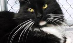 Domestic Long Hair - Annabelle - Medium - Adult - Female - Cat
CHARACTERISTICS:
Breed: Domestic Long Hair
Size: Medium
Petfinder ID: 25117032
ADDITIONAL INFO:
Pet has been spayed/neutered
CONTACT:
Chemung County Humane Society and SPCA | Elmira, NY |