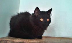Domestic Long Hair - Baby - Medium - Senior - Female - Cat
Baby is beautiful, domestic long haired cat. She?s a bit shy, and needs a patient, loving owner who can help her reach her full 'Kitty' potential! She?s best in a home with older children, is good