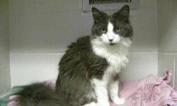 Domestic Long Hair - Batman - Medium - Young - Male - Cat
Batman has been with us for several months and it was very hard to go near him. All of a sudden about 4 weeks ago, Batman decided that being scratched and paid attention to was actually a good