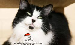 Domestic Long Hair - Black and white - Bella - Small - Young
*For some reason Bella's pictures are coming in RED! Please go to Golden's Bridge Veterinary Care Center's Facebook page to check out her pictures!* Bella is what her name means, attractive and