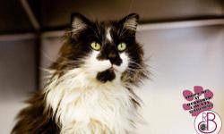 Domestic Long Hair - Black and white - Boots - Large - Adult
Hi, they call me "Boots" and I'm a Black & White long-haired wonder, just check out my green eyes! I'm 5 1/2 years old, and spayed. Other cats will meow endlessly at you, however my voice is