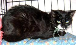 Domestic Long Hair - Black and white - Glinda - Medium - Adult
Hi, my name is Glinda! I'm a beautiful, 1 1/2 year old, spayed female, black and white cat. I'm sweet and affectionate but a little shy in new situations. I love to be talked to and petted, so