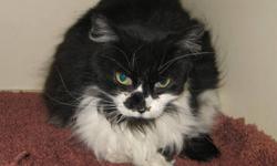 Domestic Long Hair - Black and white - Guthrie - Large - Adult
Guthrie is a big handsome long haired male looking for his forever home. Please contact Barb at 315-343-2959 for more info on adoption.
CHARACTERISTICS:
Breed: Domestic Long Hair-black and