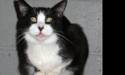 Domestic Long Hair - Black and white - Kitty - Small - Senior
Miss Kitty is a feisty little gal who is as pretty as they come. She's around 12 years old but she's still quite the stunner. Miss Kitty likes to do things on her own terms and, although she'll