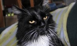 Domestic Long Hair - Black and white - Natalie - Medium - Adult
Natalie came in feral with her sister Natalia in 2007 and was estimated to be 2 years old then. Natalie is a 4 year old long haired female cat. She's beautiful with her white face. She is