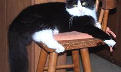 Domestic Long Hair - Black and white - Noel - Medium - Adult
Noel is a long-haired black and white girl. Born in an abandoned rural cabin with her sister Hally, she is a beautiful cat in good health who loves pets and tickles and will roll over for