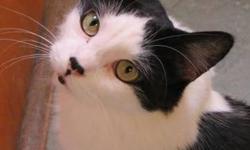 Domestic Long Hair - Black and white - Norman - Medium - Adult
My name is Norman. I've been a resident mascot cat at the shelter for a while now and I've enjoyed welcoming all the new cats who arrive. However, it is time I found a home to call my own. I'm