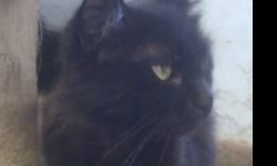 Domestic Long Hair - Black - Becky - Medium - Adult - Female
Becky is a glossy, long haired, black cat with a small tuft of white on her chest. She was found wandering around the deck of a local restaurant, hoping to get inside where it would be warm.