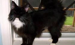 Domestic Long Hair - Black - Ginger - Medium - Young - Female
Ginger was born approx. July 2012. She was spayed, vaccinated, wormed and tested negative for FIV/FeLV on 12/4/12. Ginger gets along with other cats and we feel she would do fine with dogs