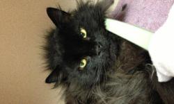 Domestic Long Hair - Black - Harley - Small - Young - Male - Cat
Harley was found living in a box behind a medical center. He's a young boy with a very laid back personality. He's great and head butts and giving belly. He's neutered, had full blood work,