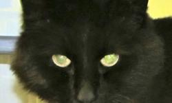 Domestic Long Hair - Black Jack - Large - Adult - Male - Cat
I am a very friendly boy who loves up everyone who visits. I was left in the shelter driveway in a carrier and my fur was so matted the nice people had to shave part of my hair to remove the