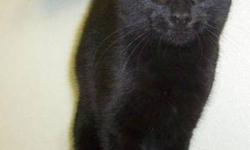 Domestic Long Hair - Black - Keko - Medium - Young - Female
Keko is a black domestic long hair female kitten. She is very friendly and is looking for a home that will give her lots of attention. Litterbox trained and up to date on shots.
Note: Keko will