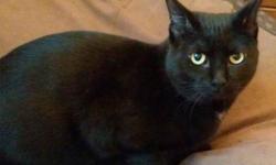 Domestic Long Hair - Black - Midnight - Medium - Adult - Male
Midnight is a 2 year old who is the official greeter to our catrtery and will wrap himself around your legs and beg to be taken home. He is very mellow and loves kids.
CHARACTERISTICS:
Breed: