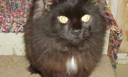 Domestic Long Hair - Black - Mozart - Medium - Adult - Male
Will you be my new family?
Mozart is a male black domestic long hair adult cat. He was born October 20, 2009.
Mozart was trapped at a feral cat colony as part of a TNR (Trap - Neuter - Return)