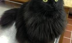 Domestic Long Hair - Black - Noel - Medium - Young - Female
Noel is a sweet and loving "teenager" so you know the kind of personality she has already. She's very calm even in the tumult of an adoption day! Please contact Barb at 315-343-2959 for more info
